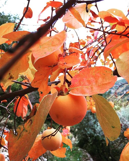 Wish I had a persimmon tree! persimmon  persimmons  kaki  season  autumn ... (Lebanon)