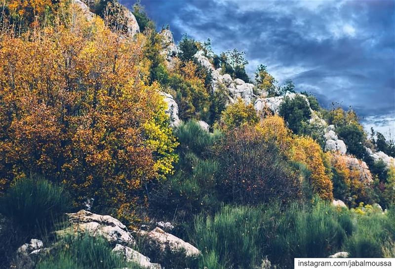 Wishing you all a Blessed 2019 from all of us at APJM. JabalMoussa ... (Jabal Moussa Biosphere Reserve)