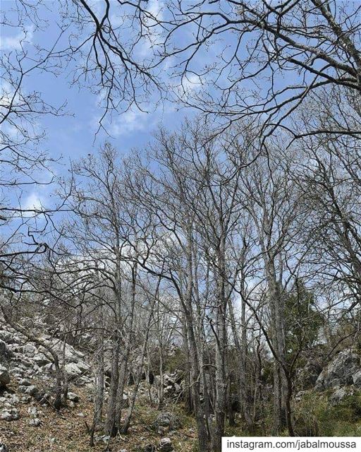 Wishing you all a Blessed Sunday. JabalMoussa  unesco  unescomab ... (Jabal Moussa Biosphere Reserve)