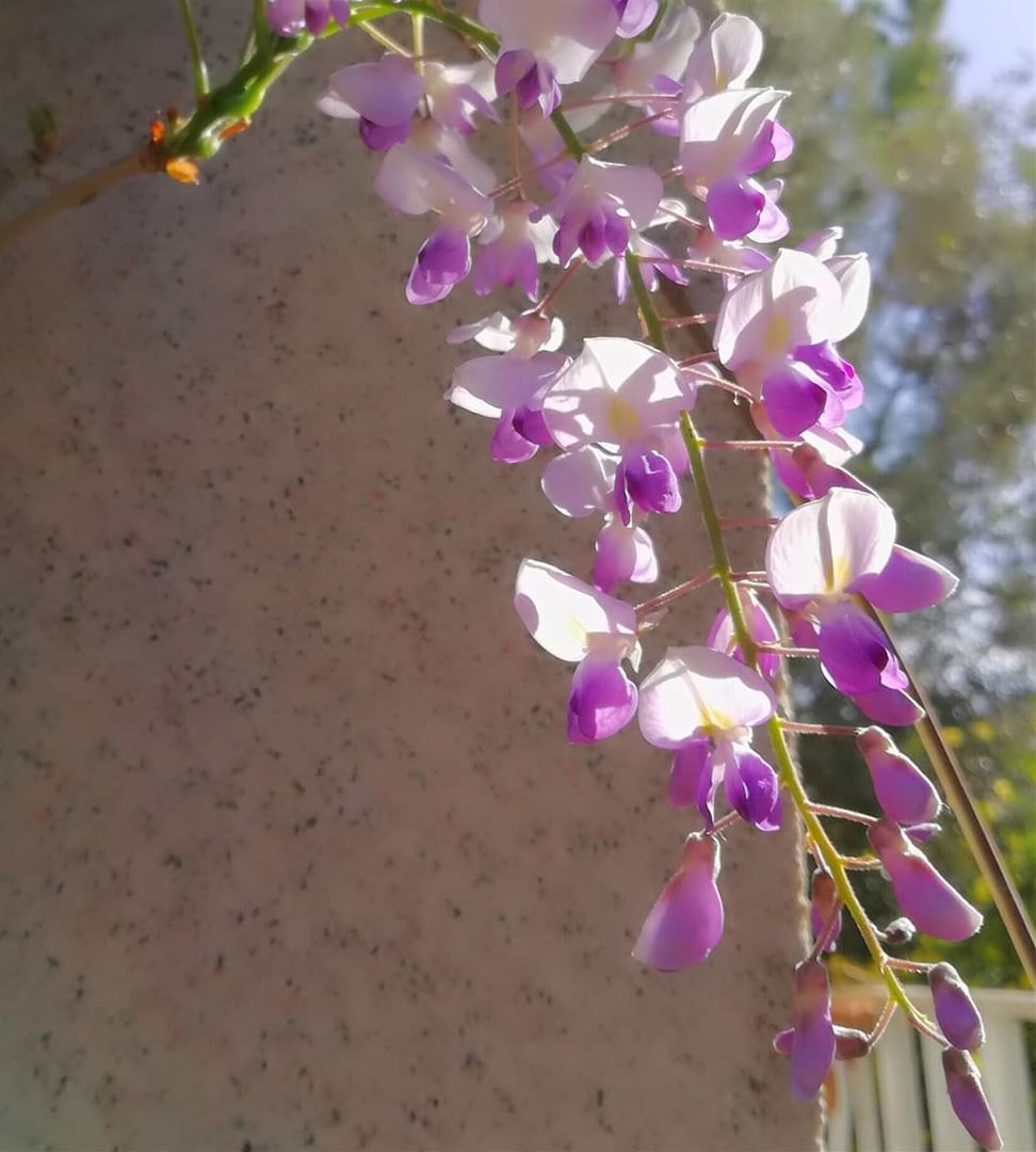  wisteria  this morning  flower colors mauve purple...