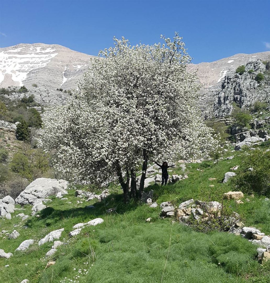 With arms wide open spring  mountains  livelovelebanon  livelovesports ...