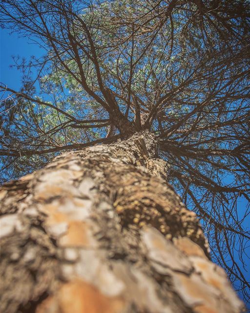 'within nature; lies the cure for humanity...'''' photography ... (Lebanon)