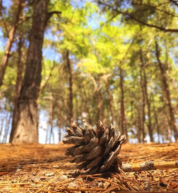 “without great solitude, no serious work is possible!”... (Insariyah, Al Janub, Lebanon)