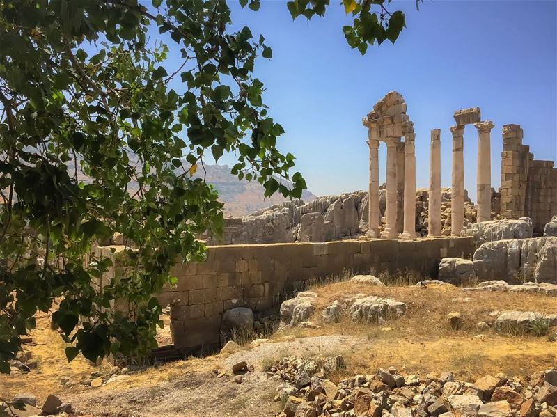 Witness of the  past  ruins  ig_lebanon  tree  allwhatsbeautiful ...