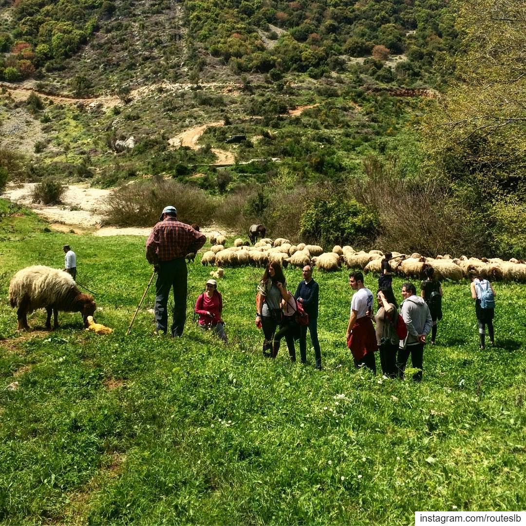 Witnessing the birth of a baby sheep 😍🐑☀️Today’s hike at Nahr Al Joz .... (Batroûn)