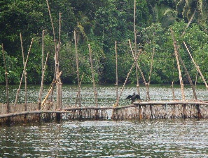  wonderful  birds  island in  srilanka  lake  wood  view  walk  relax ... (Tissawewa, Sri Lanka)
