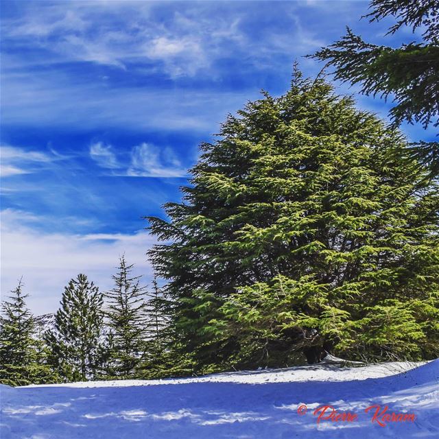  wonderfull  dayIn  shouf  Cedars  forest  snow photography ...