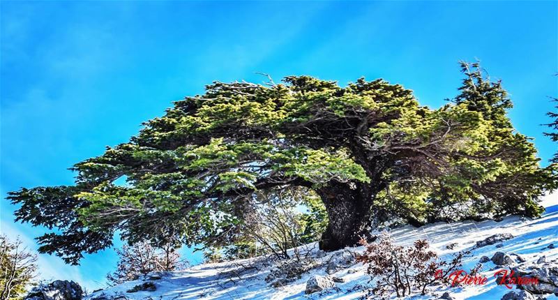  wonderfull  dayIn  shouf  Cedars  forest  snow photography ...