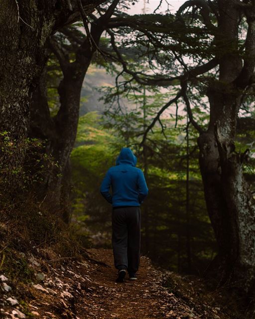 Wondering deep in the forest...Chasing shadows and leaving some thoughts... (Arz el Maasser)