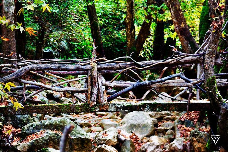 wooden bridge wildlifephotography  wildlifephotography  birdphotography ...