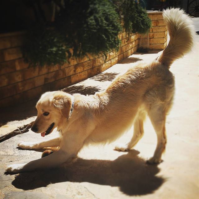 🐾  Woody  afternoon  letsplay  ball  ilovemydog  love  goldenretriever ...