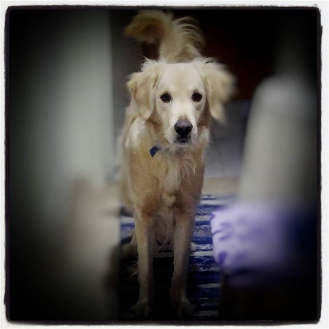 🐶 Woody  hehasmyheart ♥  ilovemydog   purelove  goldenretriever ...