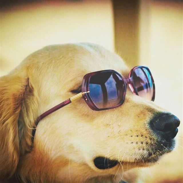 ♥ Woody  ilovemydog  beach  sunglasses  eyes  nose  adorable  love ...