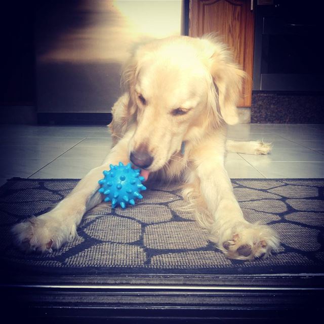 Woody's new toy ♡ Woody  mytoy  blue  ilovemydog  heartofgold ...