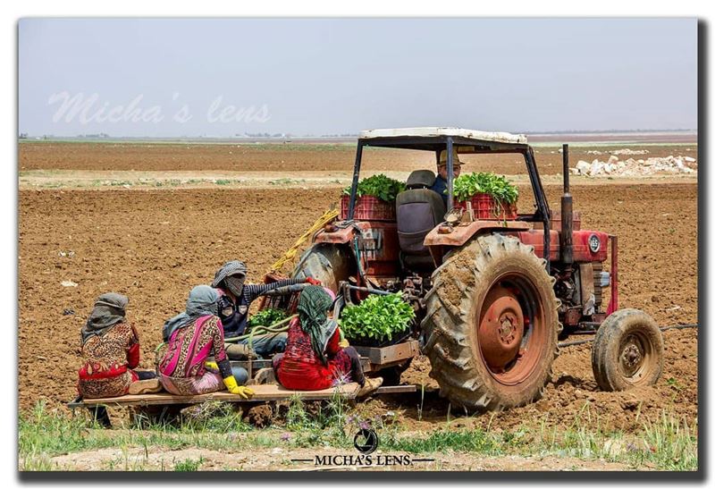 workers ...  lebanonbylocal  discover961  thebestinlebanon  wearelebanon ...