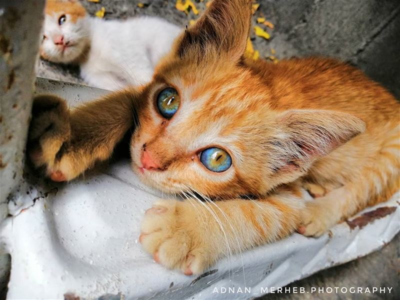 World in its eyes 🌍😍 cat  cats  socialsteeze  catsagram  catstagram ... (Bardé, Liban-Nord, Lebanon)