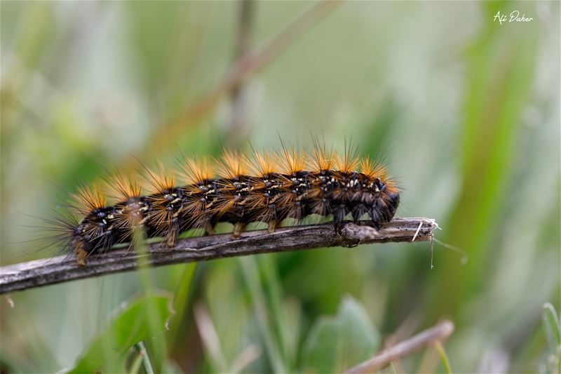 🐛.... worm worms nature insects insectphotography macro... (Lebanon)