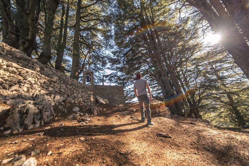 Worry ends when FAITH in God begins 📸: @elieggemayel .......... (Cedars of God)