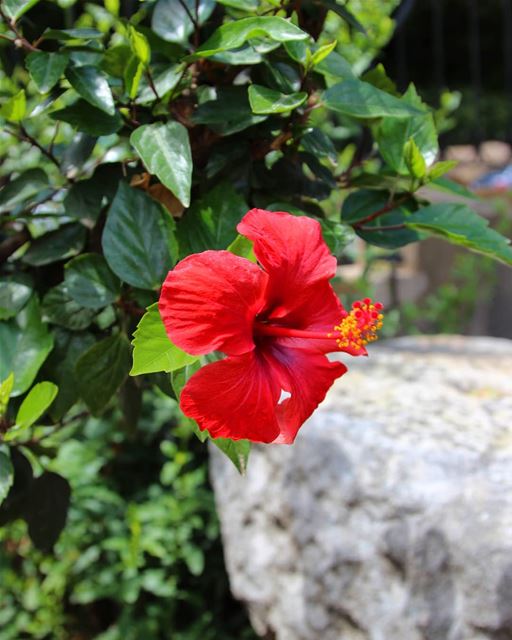 Would you believe nature's beauty on the streets of Beirut?  goodmorning 🌺 (Beirut, Lebanon)