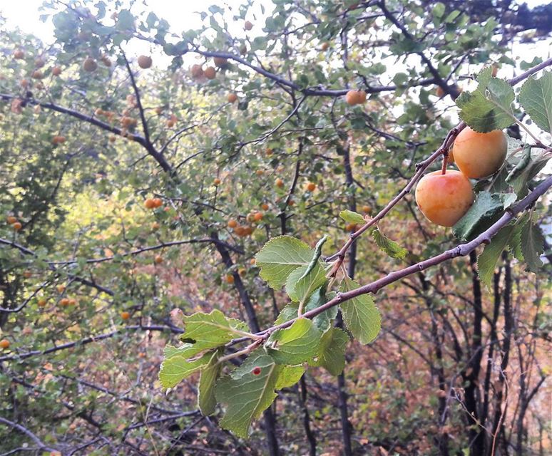 Would you like to taste the wild peach of Tannourine's natural reserve?... (Arz Tannoûrîne)