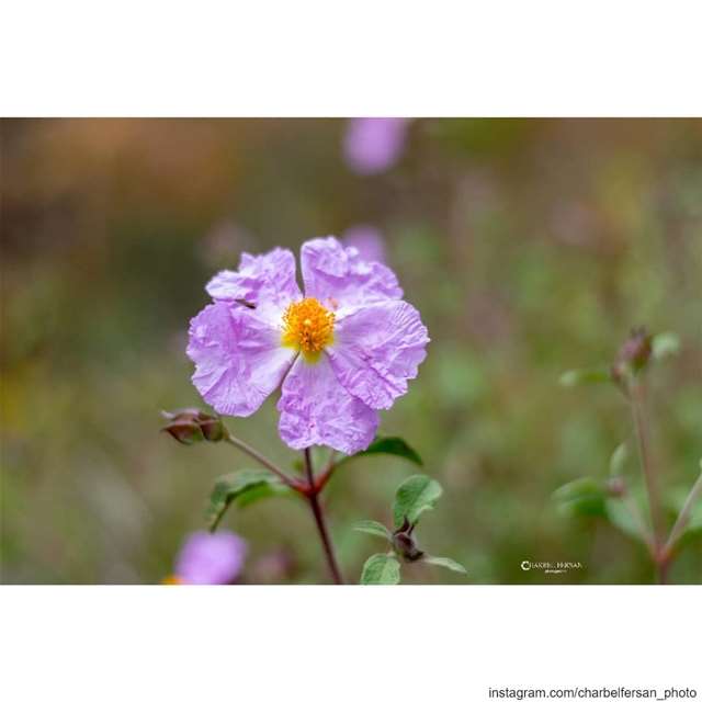 𝑪𝒐𝒍𝒐𝒓𝒇𝒖𝒍 𝑺𝒑𝒓𝒊𝒏𝒈 🌺🍀🌻💐 www.charbelfersan.com - © All... (Lebanon)