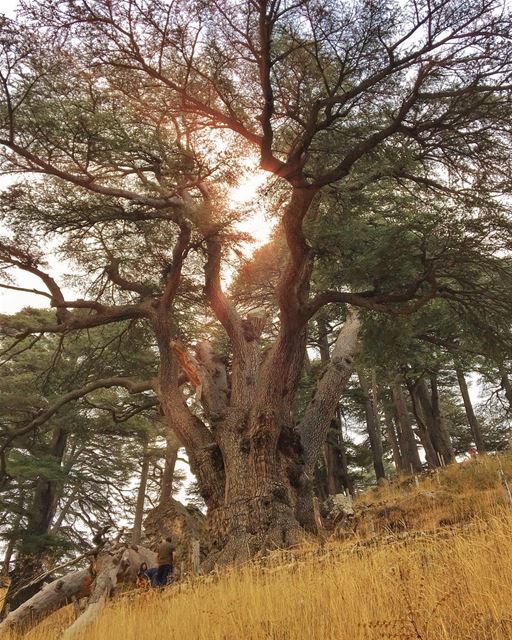 www.facebook.com/georgesper ✌🏻️.... proudlylebanese ... (Cedars Of Lebanon)