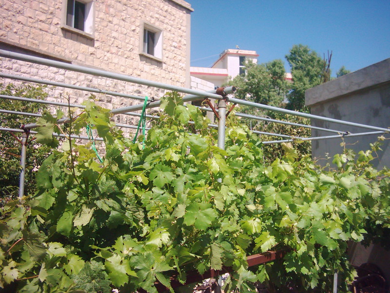 Yaroun in 2004