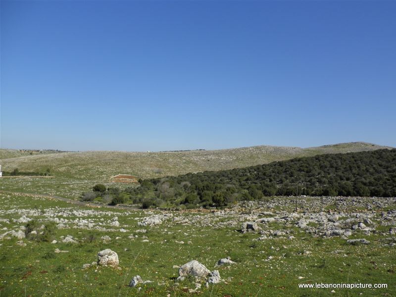 Yaroun's Beautiful Green Landscape (Spring 2011)