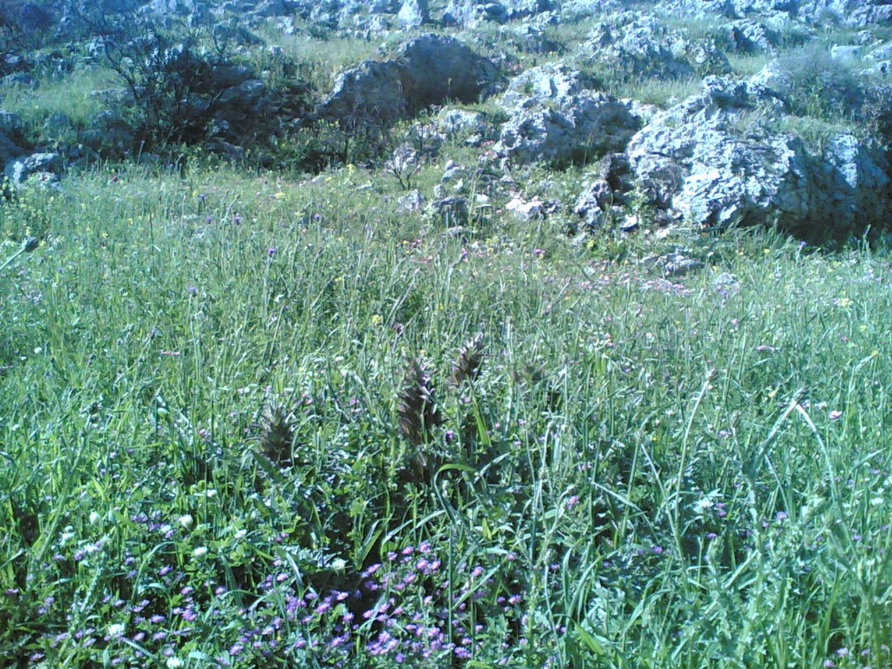 Yaroun Spring 2007