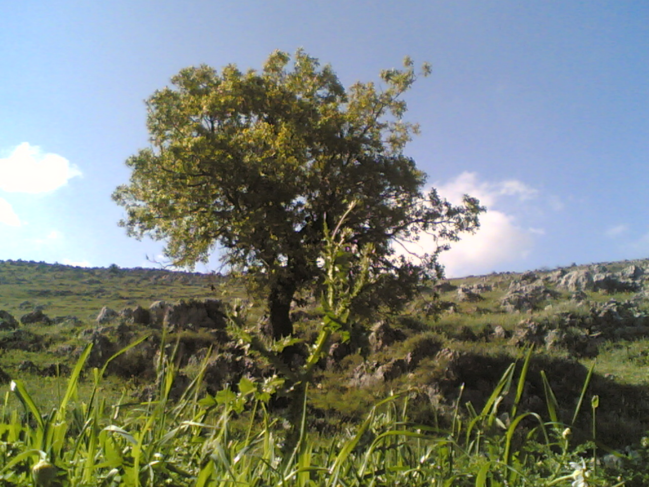 Yaroun Spring 2007