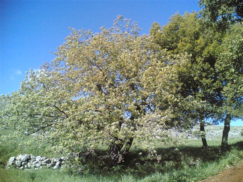 Yaroun Spring 2007