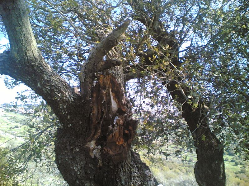 Yaroun Spring 2007