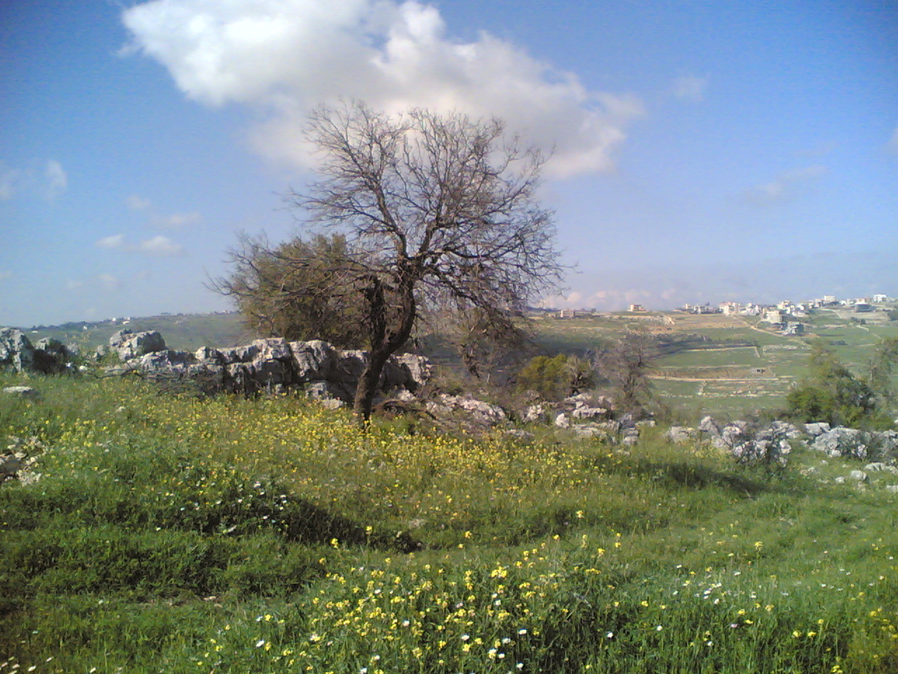 Yaroun Spring 2007