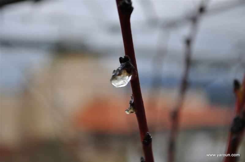 Yaroun Winter 2012