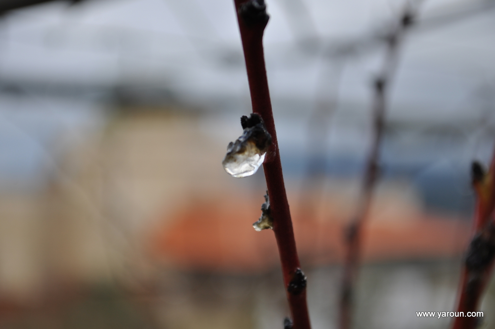 Yaroun Winter 2012