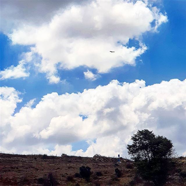  yaroun  yarounday  sky  flying  bigbird  southlebanon  livelovenatrure ...