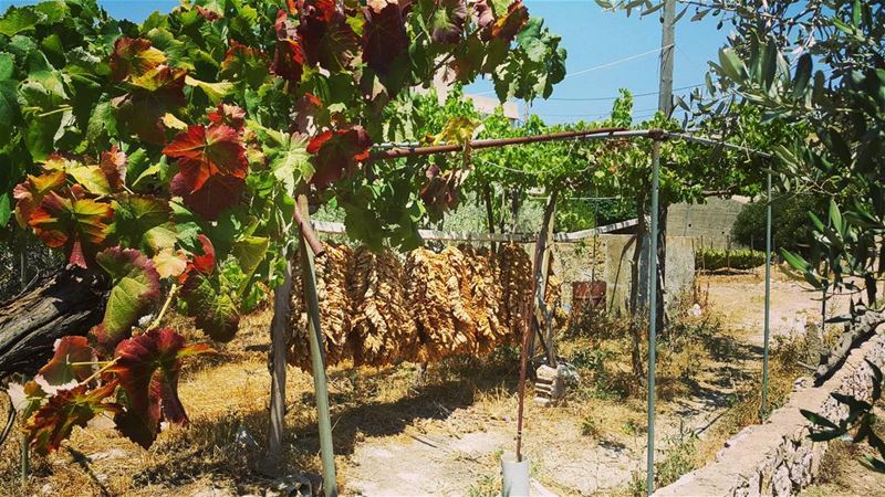  yaroun  yarounday  tabaco  vine  nature  lebanon  southlebanon  bestofleb...