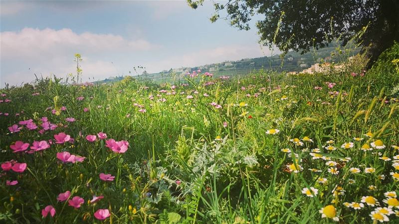  yarounday  yaroun  nature  green  flower  pink  southlebanon ...