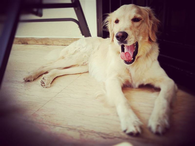 *yawn*  Woody  ilovemydog  kisses  love  yawn  goldenretriever ... (Zalka)