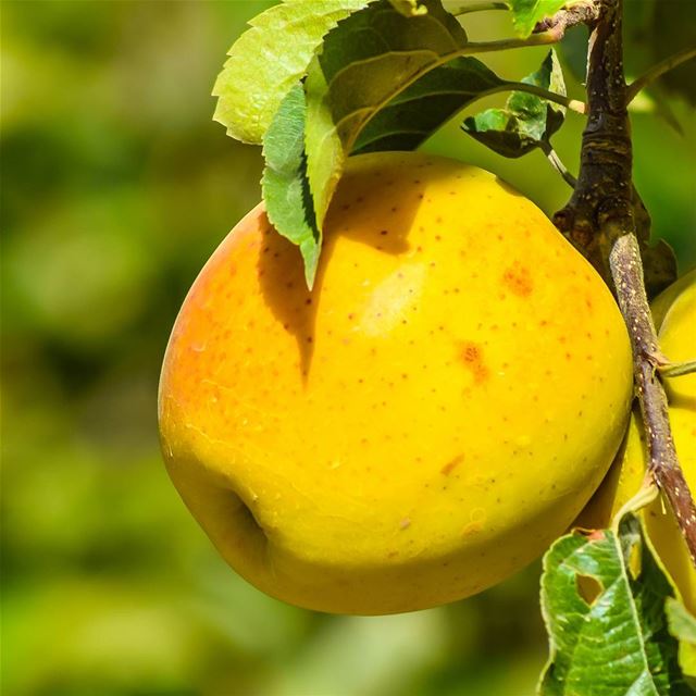  yellow  apple  lebanon  lebanese  mountains  nature  tasty  mouthwatering...