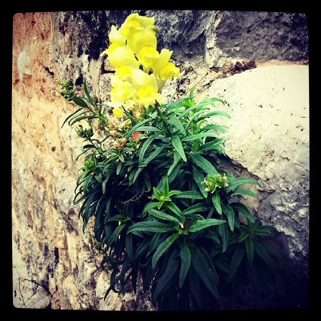  yellow  flower  nature  Lebanon   instaleb ...
