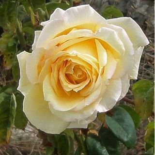 yellowrose autumnrose rosejaune rosedautomne