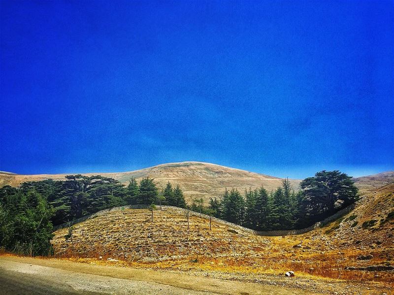 Ying Yang Cedars ☯️  livelovelebanon ... (Cedars Of Lebanon)