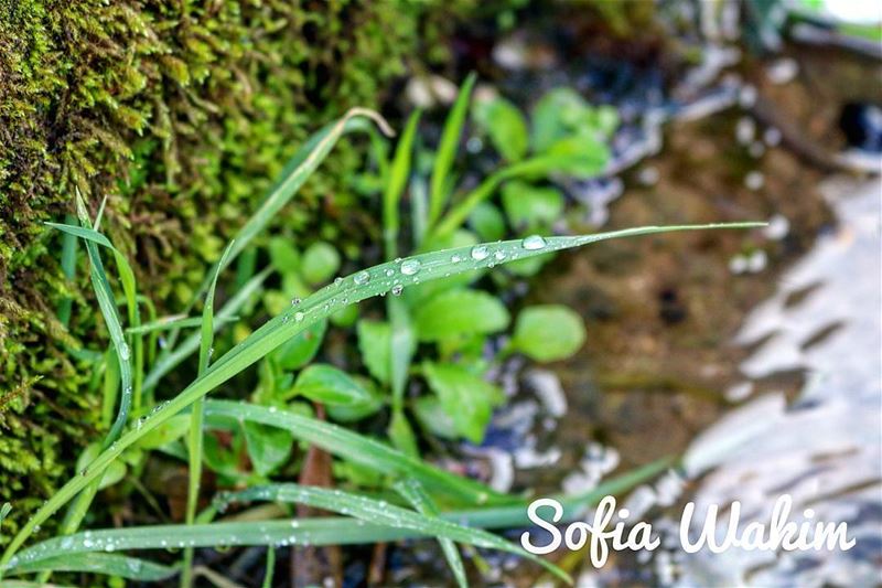 "You are an ocean of knowledge hidden in a dew drop" - Rumi nature ... (Douma, Liban-Nord, Lebanon)