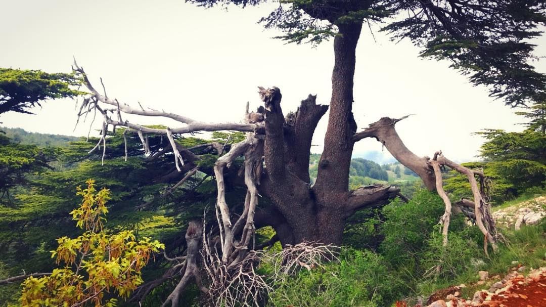 ~..You are beauty in all forms..~🌲🇱🇧 treetrunk  tree  cedars ... (Bâroûk, Mont-Liban, Lebanon)