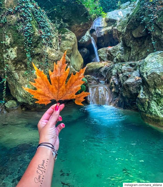 You are my favorite! 🍁 (Yahchouch)