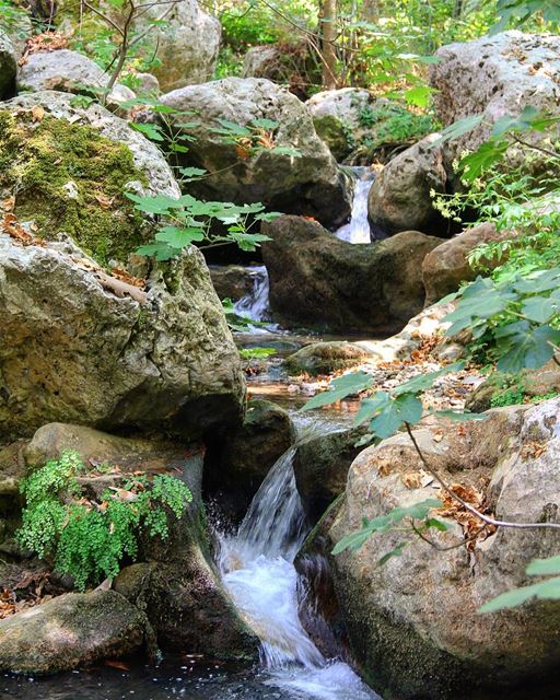 You are the future, and the future looks good.. water  life  green ... (Tannourine, Lebanon)