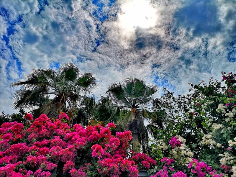 You belong somewhere you feel free. You belong among all the wild... (Beirut, Lebanon)