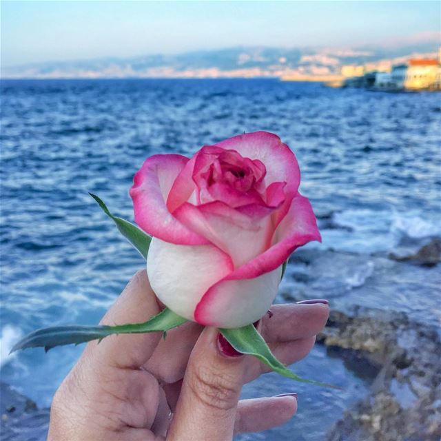 You can complain because roses have thorns, or you can rejoice because... (Beirut, Lebanon)
