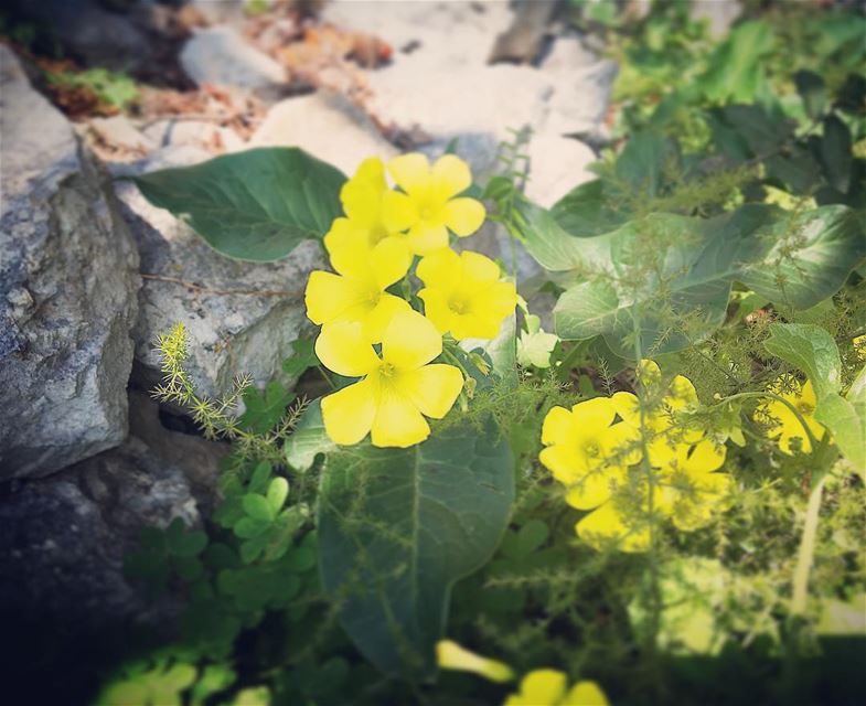 You can cut all the flowers, but you cannot keep spring from coming .. -... (Ra'S Nhash, Liban-Nord, Lebanon)